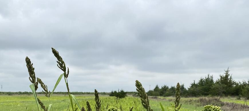 Millet2 2020