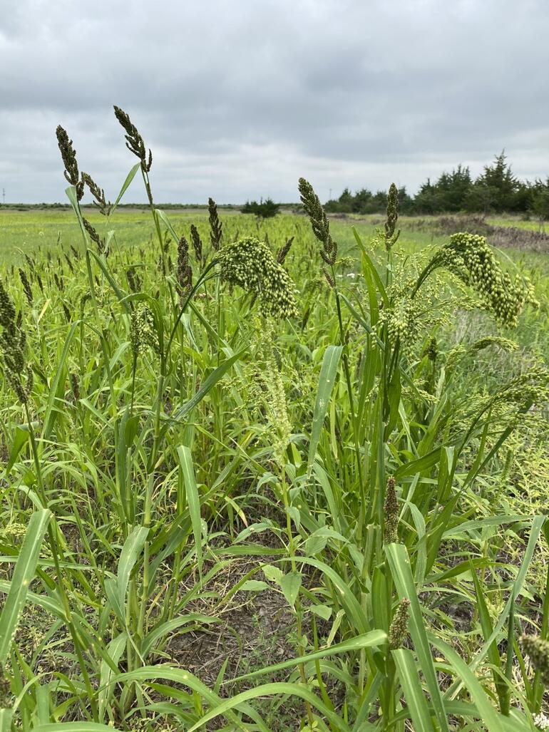Millet2 2020