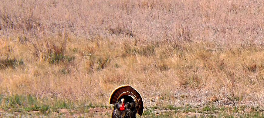 Turkey