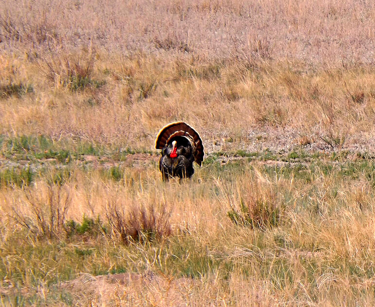 Turkey