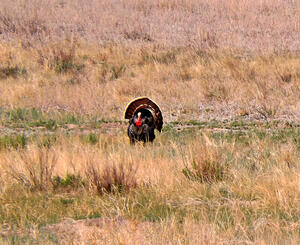 Turkey