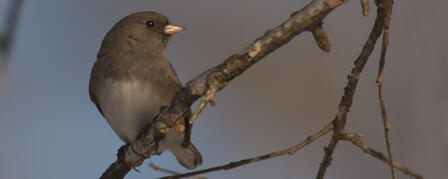 BIRDERS BRAVE COLD FOR CHRISTMAS BIRD COUNTS