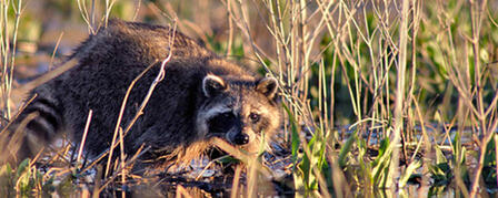 FURHARVESTING EFFECTIVE TOOL TO MANAGE FURBEARERS FURHARVESTING EFFECTIVE TOOL TO MANAGE FURBEARERS