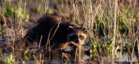 FURHARVESTING EFFECTIVE TOOL TO MANAGE FURBEARERS