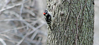BIRDERS TALLY ENCOUNTERS WITH WINGED FRIENDS THIS HOLIDAY 