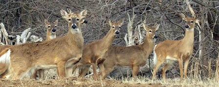 EXTENDED WHITETAIL ANTLERLESS-ONLY SEASON BEGINS JAN. 1 EXTENDED WHITETAIL ANTLERLESS-ONLY SEASON BEGINS JAN. 1