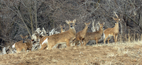 EXTENDED WHITETAIL ANTLERLESS-ONLY SEASON BEGINS JAN. 1