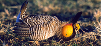 EARLY GREATER PRAIRIE CHICKEN SEASON BEGINS SEPT. 15