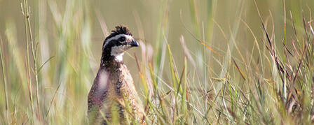 2014 KANSAS UPLAND BIRD HUNTING FORECAST NOW AVAILABLE 2014 KANSAS UPLAND BIRD HUNTING FORECAST NOW AVAILABLE