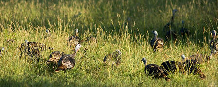 FALL TURKEY SEASON OPENS OCT. 1 FALL TURKEY SEASON OPENS OCT. 1