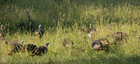 FALL TURKEY SEASON OPENS OCT. 1