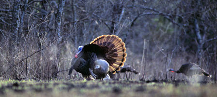 Kansas Turkeys Are Gobbling