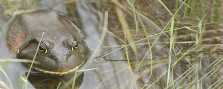 BULLFROG SEASON OPEN BULLFROG SEASON OPEN