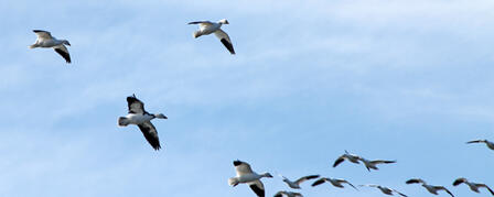 DON’T MISS OUT ON LATE-SEASON WATERFOWL HUNTS