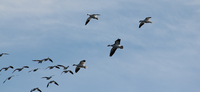 DON’T MISS OUT ON LATE-SEASON WATERFOWL HUNTS