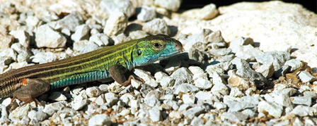 SUPPORT NONGAME SPECIES WITH TAX DONATION SUPPORT NONGAME SPECIES WITH TAX DONATION