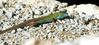 SUPPORT NONGAME SPECIES WITH TAX DONATION