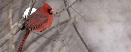 WINTER BIRD FEEDER SURVEY HELPS TRACK SONG BIRD TRENDS WINTER BIRD FEEDER SURVEY HELPS TRACK SONG BIRD TRENDS