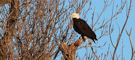 Get an Eye on Eagles Jan. 16 Get an Eye on Eagles Jan. 16