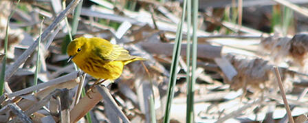 THIRD KANSAS BIRDING BIG YEAR COMPETITION BEGINS THIRD KANSAS BIRDING BIG YEAR COMPETITION BEGINS
