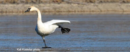 MIGRATING TRUMPETER SWANS IMPRESSIVE SIGHT MIGRATING TRUMPETER SWANS IMPRESSIVE SIGHT