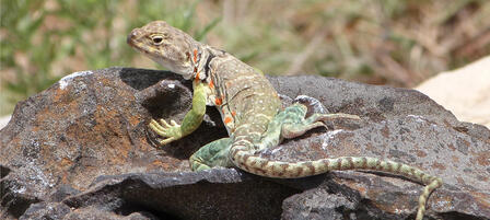 Donate a Portion of Your Tax Return To Help Kansas Wildlife Donate a Portion of Your Tax Return To Help Kansas Wildlife