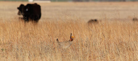 WAFWA Secures First Private Land Conservation Easement for Lesser Prairie Chickens WAFWA Secures First Private Land Conservation Easement for Lesser Prairie Chickens