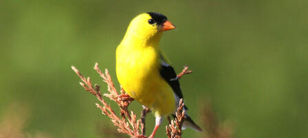 2019 Birding Big Year Results, 2020 Contest 2019 Birding Big Year Results, 2020 Contest