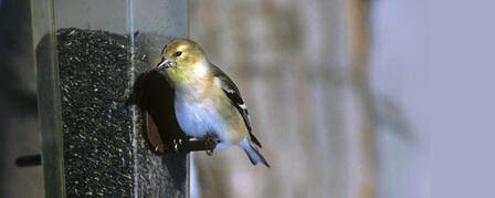 2015 GREAT BACKYARD BIRD COUNT BEGINS FEB. 13 2015 GREAT BACKYARD BIRD COUNT BEGINS FEB. 13