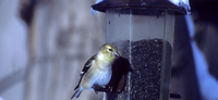 2015 GREAT BACKYARD BIRD COUNT BEGINS FEB. 13