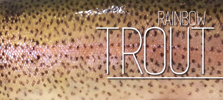 Additional Trout Stockings Expected In Coming Months Additional Trout Stockings Expected In Coming Months