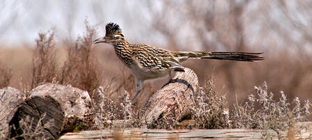 Kansas Birding Winner Records More Than 330 Species Kansas Birding Winner Records More Than 330 Species