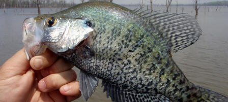 2017 Fishing Forecast Online Now 2017 Fishing Forecast Online Now