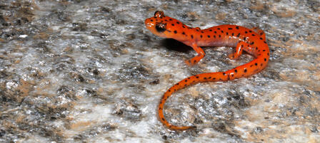 Small Donations Lead To Big Support For Wildlife Small Donations Lead To Big Support For Wildlife