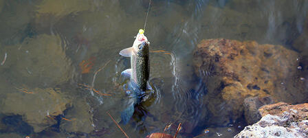 Thirty-Three Fishing Spots to Catch Trout in Kansas Thirty-Three Fishing Spots to Catch Trout in Kansas