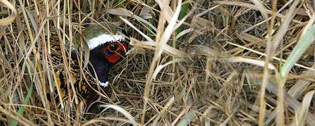 NATURAL RESOURCES CONSERVATION SERVICE HELPS FUND PHEASANT, GRASSLAND INITIATIVES NATURAL RESOURCES CONSERVATION SERVICE HELPS FUND PHEASANT, GRASSLAND INITIATIVES