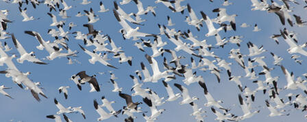LATE-SEASON HUNTS STILL ON TAP LATE-SEASON HUNTS STILL ON TAP