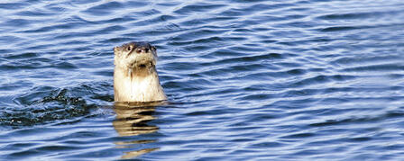 TRAPPERS REACH SEASON QUOTA ON OTTERS TRAPPERS REACH SEASON QUOTA ON OTTERS