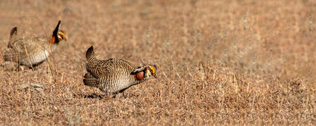 U.S. FISH AND WILDLIFE SERVICE SEEKS LESSER PRAIRIE CHICKEN COMMENTS U.S. FISH AND WILDLIFE SERVICE SEEKS LESSER PRAIRIE CHICKEN COMMENTS