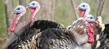 Application Period For Unit 4 Spring Turkey Permits Application Period For Unit 4 Spring Turkey Permits