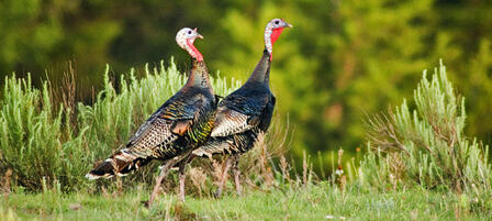 Unit 4 Spring Turkey Permit Deadline Feb. 8 Unit 4 Spring Turkey Permit Deadline Feb. 8