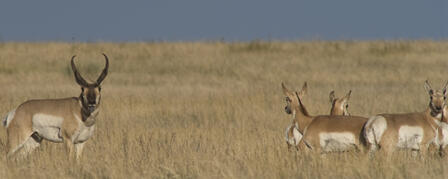 FISH AND WILDLIFE MANAGEMENT: WHERE THE MONEY COMES FROM FISH AND WILDLIFE MANAGEMENT: WHERE THE MONEY COMES FROM
