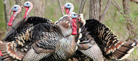 Application Period for Unit 4 Spring Turkey Permits Jan. 11-Feb. 12 Application Period for Unit 4 Spring Turkey Permits Jan. 11-Feb. 12