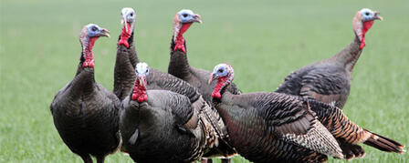 SPRING TURKEY PERMITS GO ON SALE JAN. 12