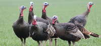 SPRING TURKEY PERMITS GO ON SALE JAN. 12