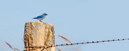 KANSAS BIRDING BIG YEAR COMPETITION GOING ON NOW