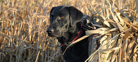 Pintails, Redheads and Mallards, Oh My