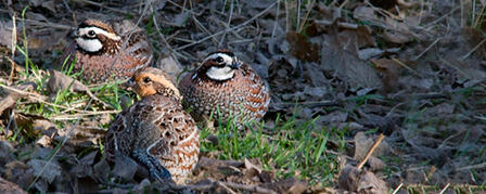 2013 KANSAS UPLAND BIRD FORECAST NOW AVAILABLE 2013 KANSAS UPLAND BIRD FORECAST NOW AVAILABLE
