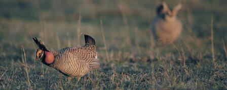 LESSER PRAIRIE CHICKEN POPULATION SURVEYED RANGE-WIDE