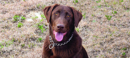 KDWPT Law Enforcement Division Loses K-9 Officer in Tragic Incident KDWPT Law Enforcement Division Loses K-9 Officer in Tragic Incident